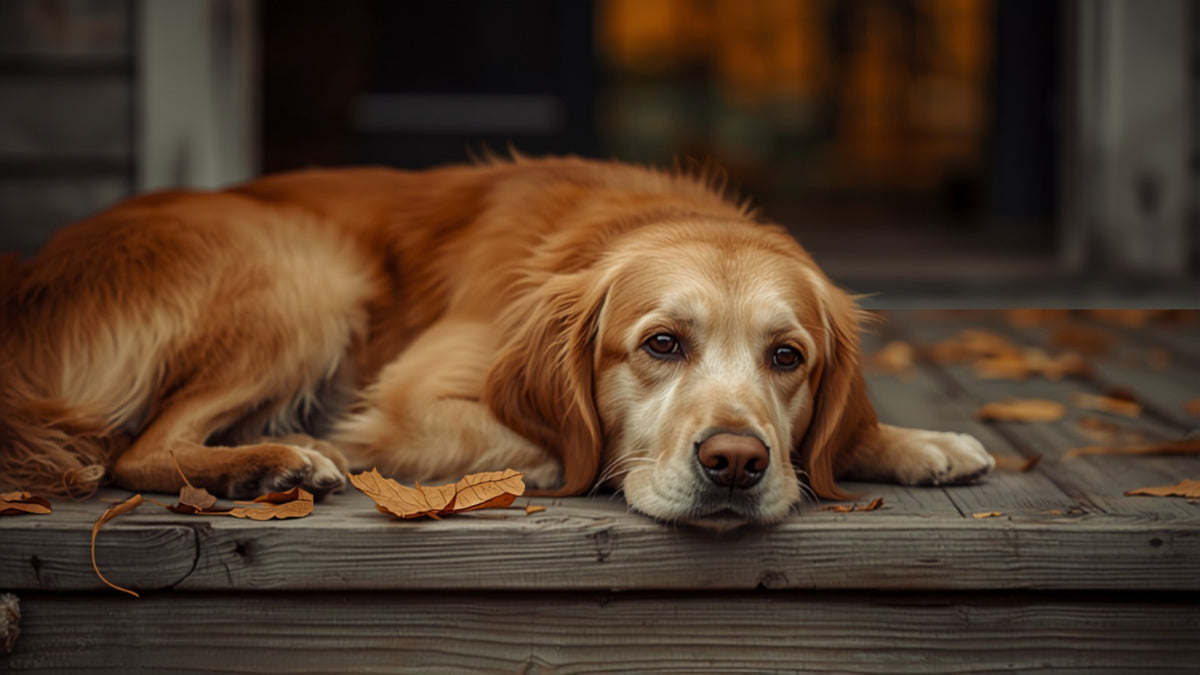 Portrait d'un golden retriever