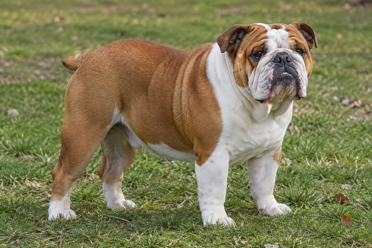 Englische Bulldogge, rot-weiß, auf einer Wiese