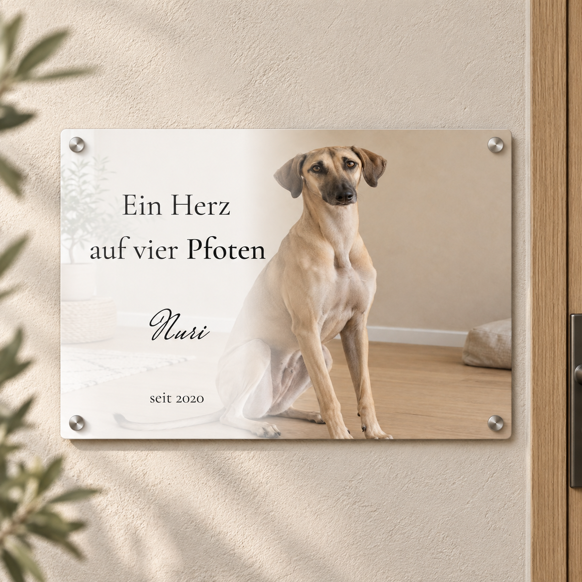 Helles Foto-Türschild mit Sloughi Nuri, großem Wunschtext und weicher Textfläche: Montagebeispiel