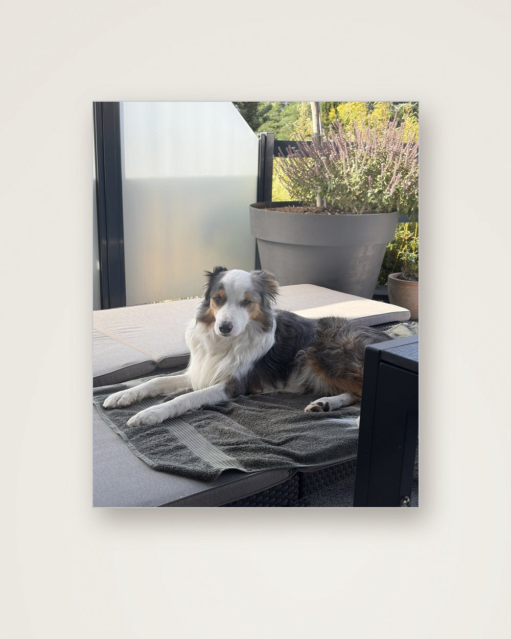 Hundeportrait als Original auf Aluminium, Beispiel