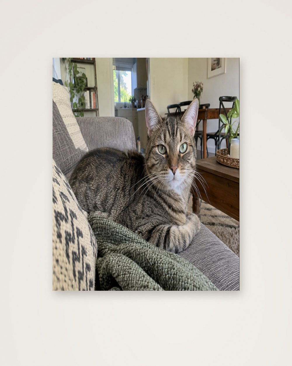 Katzenportrait als Original als Poster, Beispiel